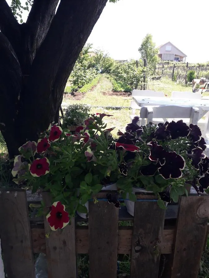 Anza Camping Shkodër